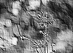 Skamielina
