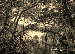 Szary + Sepia