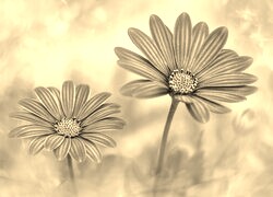 Szary + Sepia