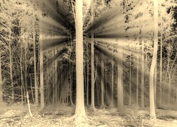 Sepia + Negatyw