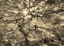 Szary + Sepia