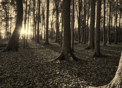Szary + Sepia