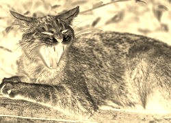 Sepia + Negatyw