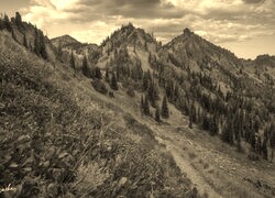 Szary + Sepia