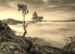 Szary + Sepia