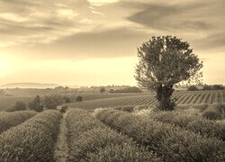 Szary + Sepia