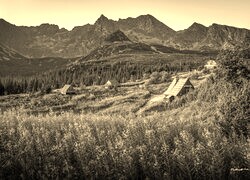 Szary + Sepia