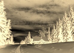 Sepia + Negatyw