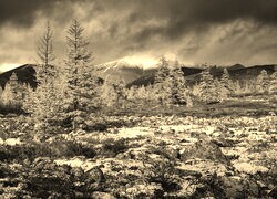 Szary + Sepia