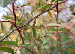 Oryginalny obrazek