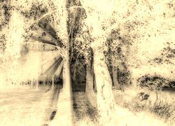 Sepia + Negatyw