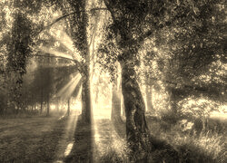 Szary + Sepia