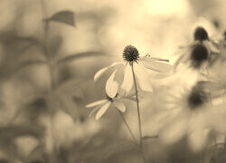 Szary + Sepia