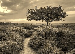 Szary + Sepia