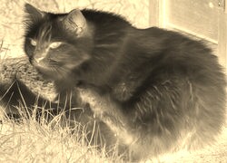 Sepia + Negatyw