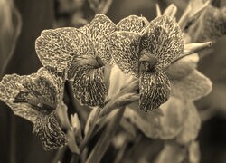 Szary + Sepia