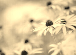 Szary + Sepia