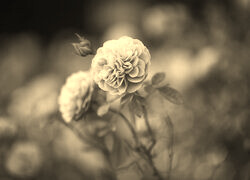 Szary + Sepia