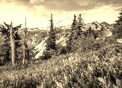Sepia