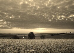 Szary + Sepia