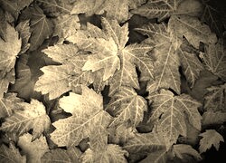 Szary + Sepia