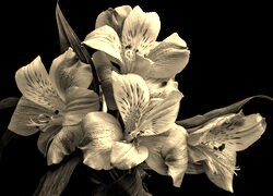 Sepia