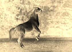 Sepia + Negatyw