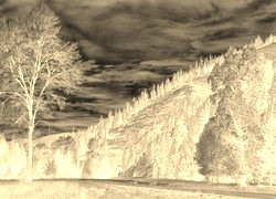 Sepia + Negatyw
