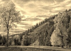 Szary + Sepia