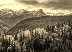 Szary + Sepia