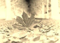 Sepia + Negatyw