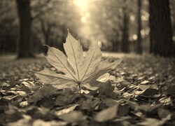 Sepia