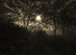 Szary + Sepia