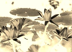 Sepia + Negatyw