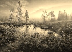 Szary + Sepia
