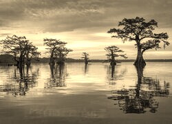 Szary + Sepia