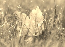 Szary + Sepia
