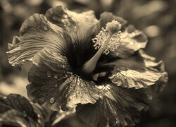 Szary + Sepia