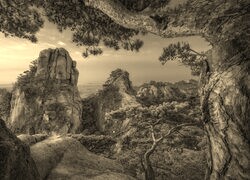 Szary + Sepia
