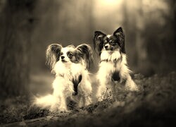 Szary + Sepia