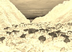 Sepia + Negatyw