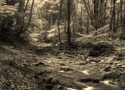 Szary + Sepia