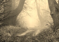 Szary + Sepia