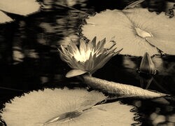 Sepia