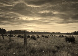 Szary + Sepia