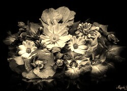 Szary + Sepia