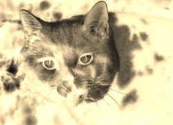 Sepia + Negatyw
