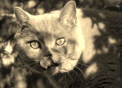 Szary + Sepia