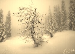 Szary + Sepia