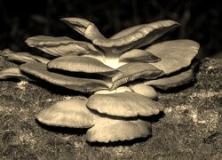 Szary + Sepia